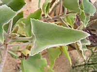 Kalanchoe Beharensis (fam Crassulacees) (Madagascar) (03) (Photo F. Mrugala)